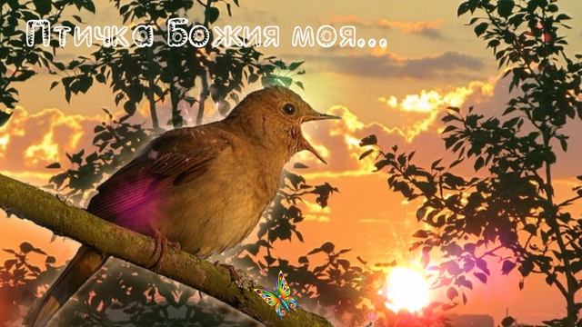 Птичка Божия моя... ДУША К ДУША