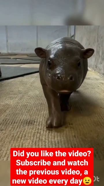 Animals Sounds - cat vs. mantis, pygmy hippopotamus, manatee