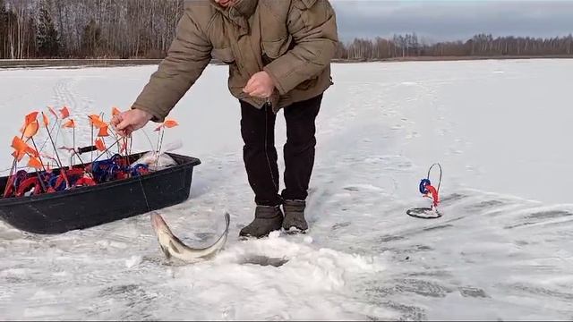 проверка жерлиц 06.02 судачек