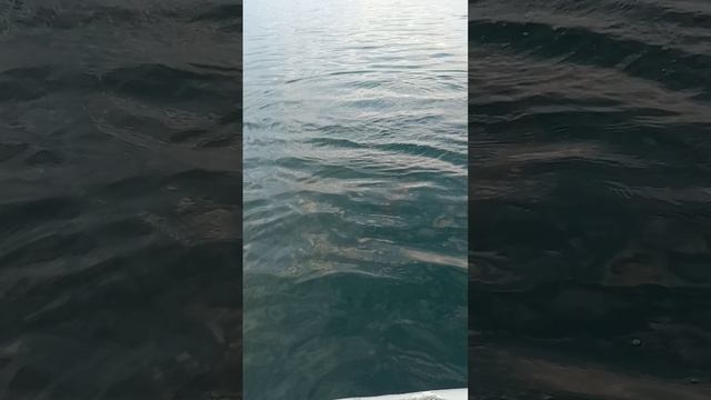 хорошая щука
