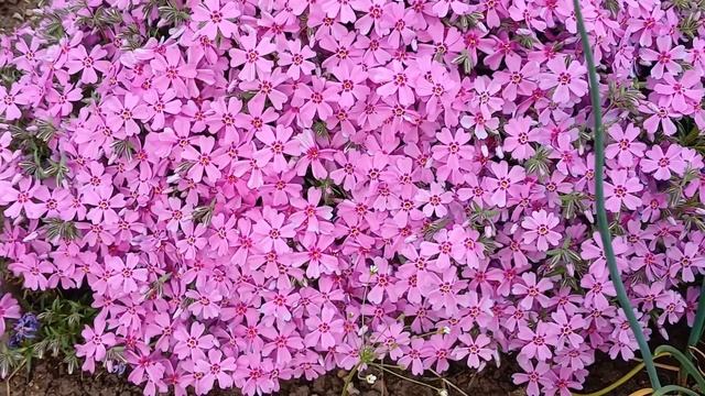 20240525_175943 (online-video-cutter.com)
