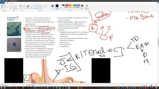 Microbiologia 4 USMLE STEP 1
