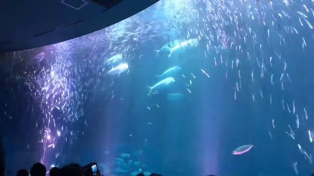 【名古屋港水族館】マイワシのトルネード