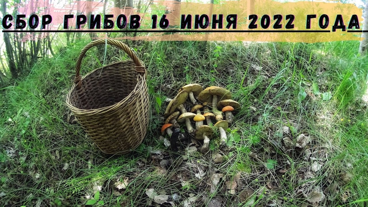 Грибник СЧАСТЛИВЫЙ как НИКТО! Сбор ГРИБОВ в ЛЕСУ! Тихая охота! Подосиновик ГРИБ!
