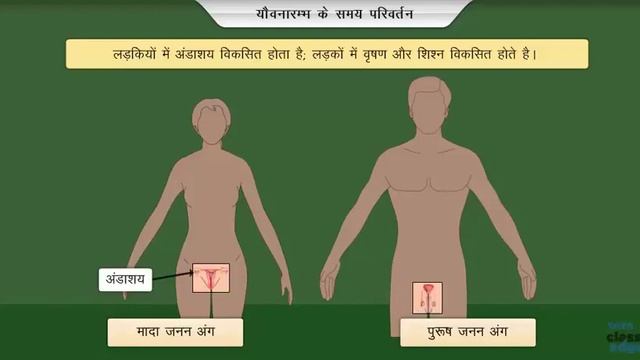 किशोर अवस्ता में होने वाले परिवर्तन ?Your Body During Adolescence ||BASIC OF SCIENCE ||