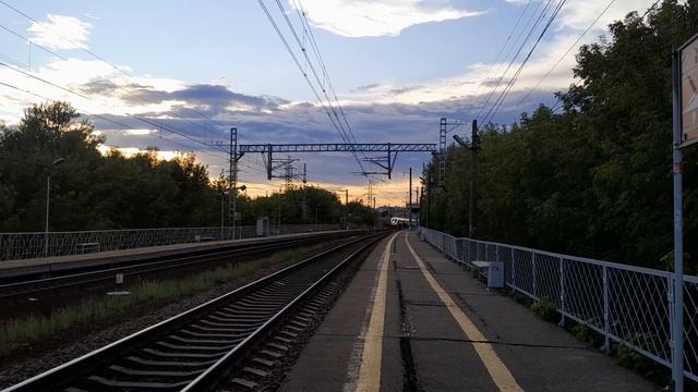 голосистый Сапсан
