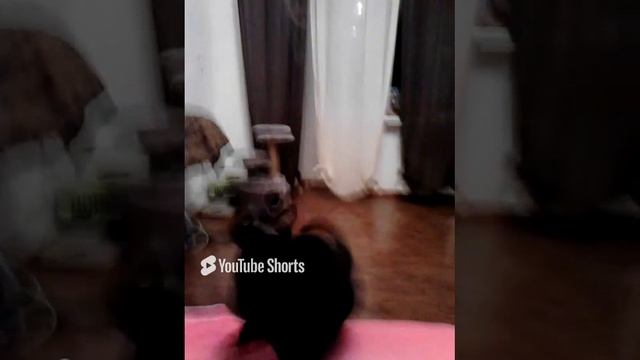 #котопес