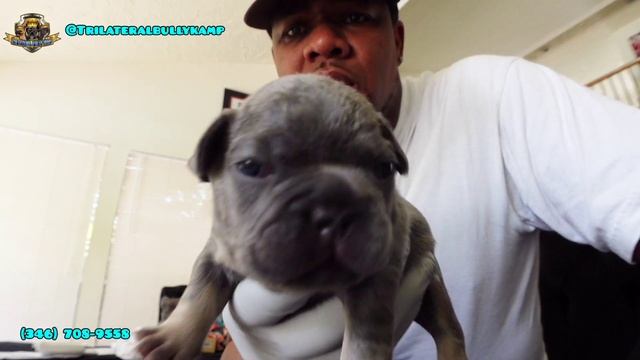 French bulldog puppies (3 weeks old) Texan Bullies Ghost x TBK Mya