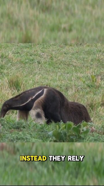 Anteaters | They consume up to 35 000...