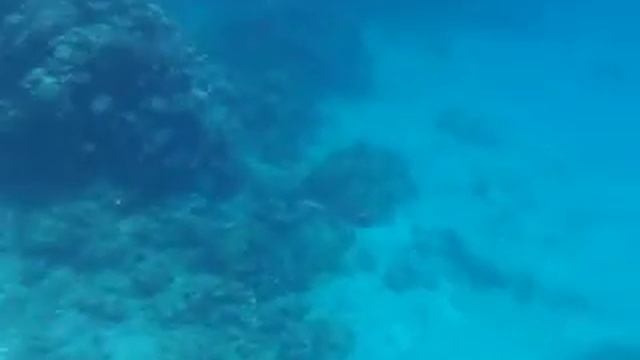 SnorkelingSharm.avi