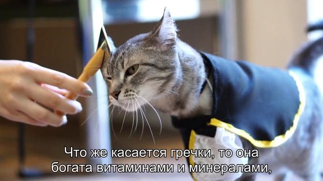 Могут ли кошки есть гречку и овсянку