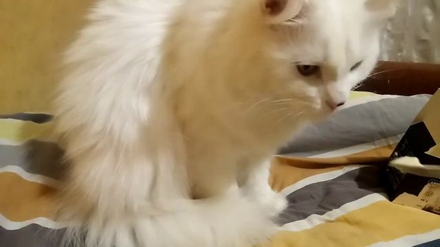 Кот ест сыр бри с ложечки
