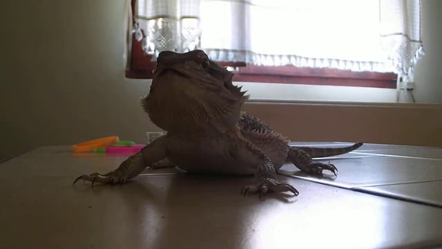 Bearded dragon feeding