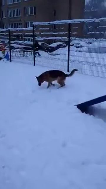 Ника ловит снежок