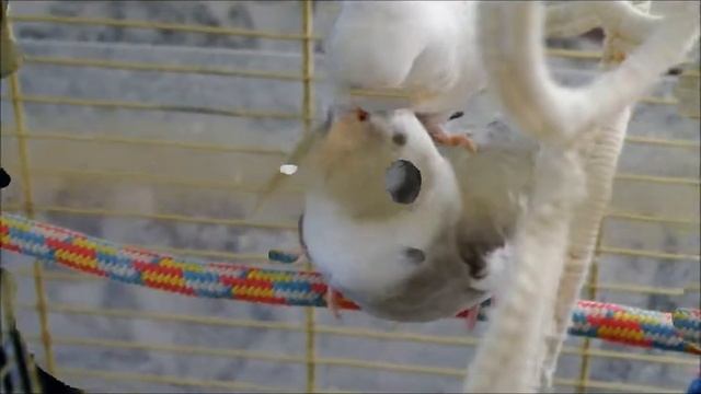 Чешка Нерька и кореллка Винч