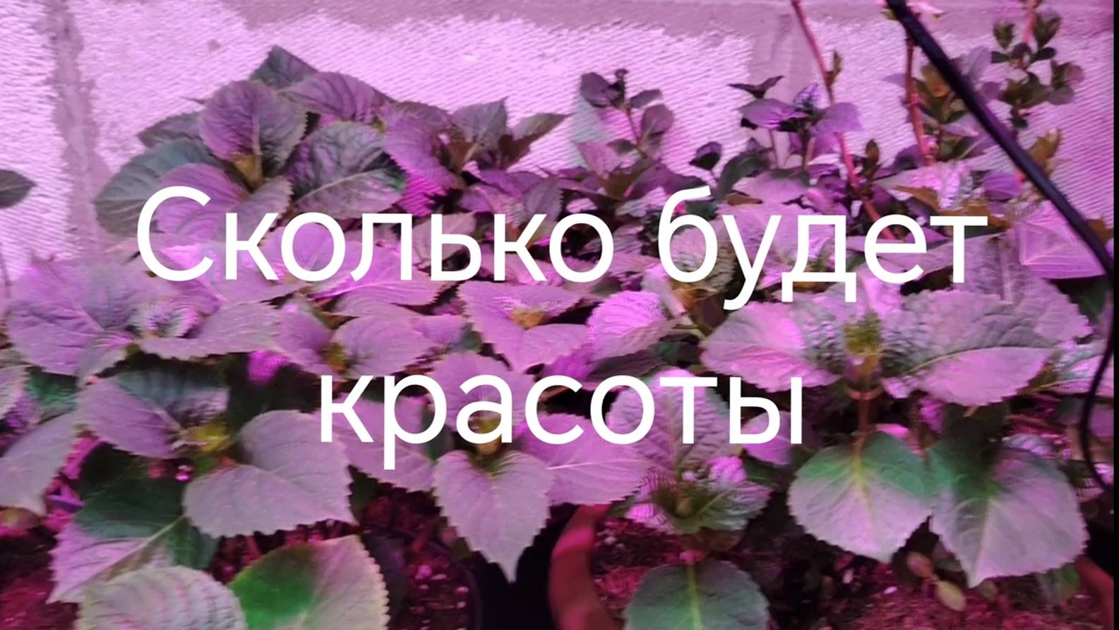 Что из метельчатых есть в наличие. Крупнолистную гортензию получили почтой / что дальше?