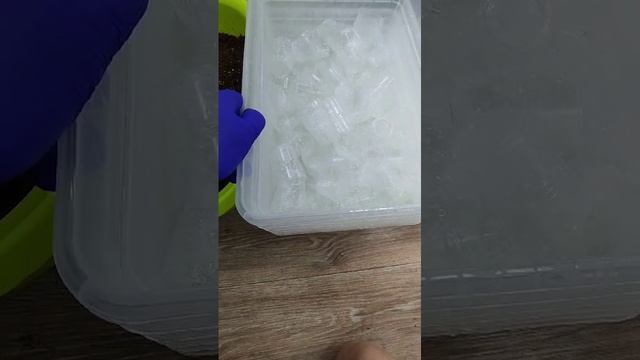 Подготовка к черенкованию рассады