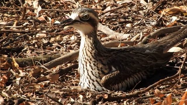 Bush Stone-curlew nesting