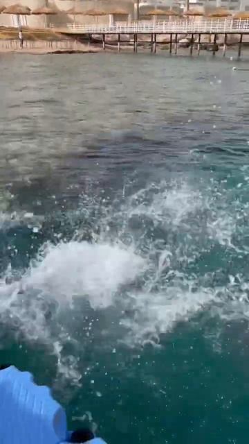Egypt. Hilton Sharks bay. Red sea. Sharm-El-Sheikh. Егиет. Отель Хилтон Шаркс бей
