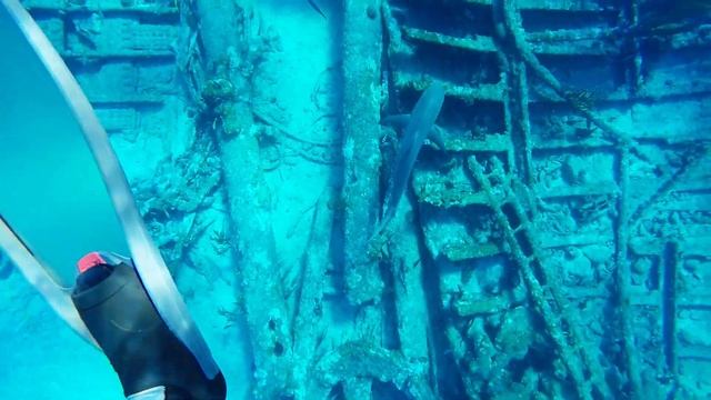 Tiger Beach |Bahamas| Shark Diving