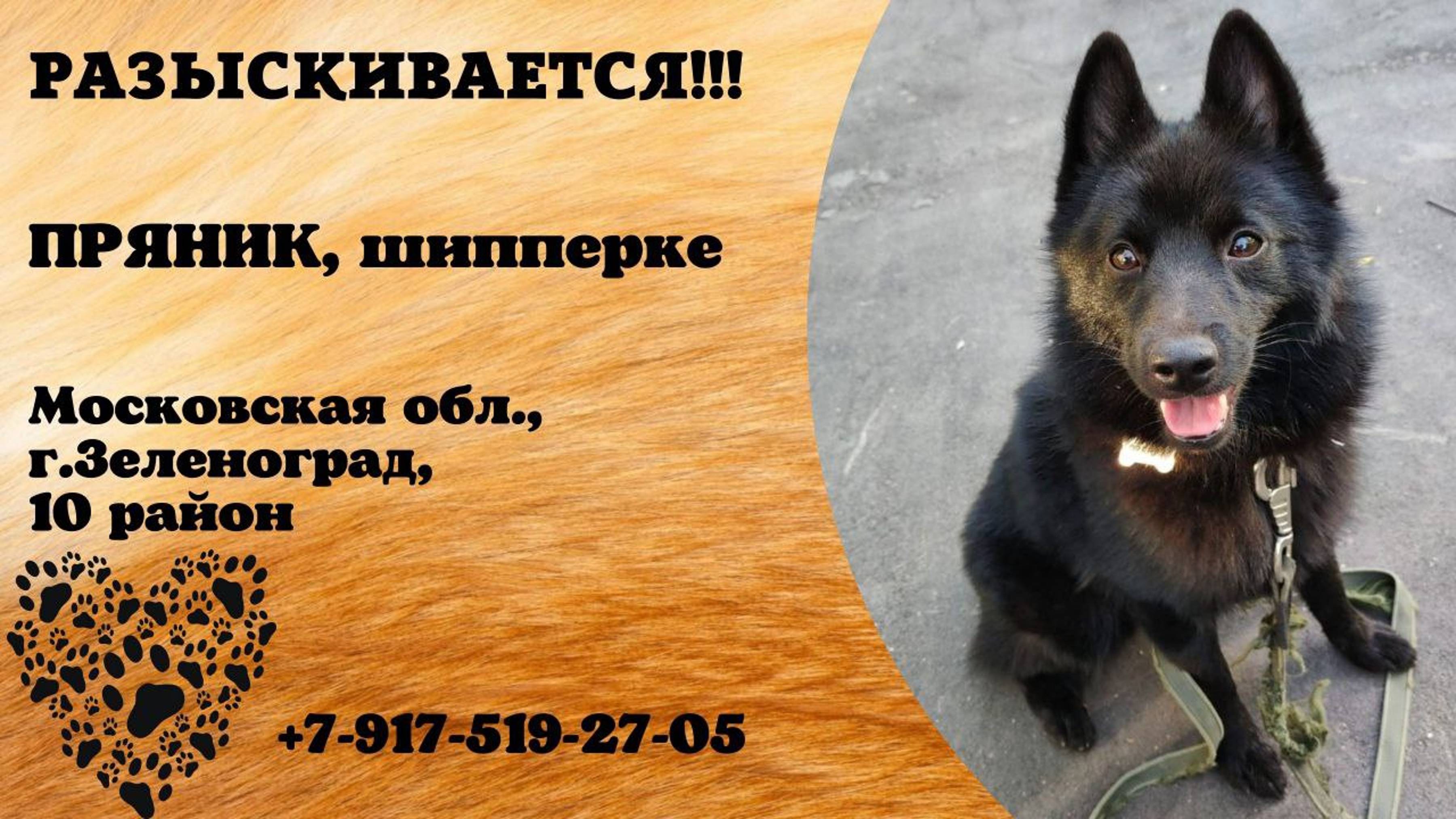 Пропала собака! ПРЯНИК. Шипперке. Московская обл, г. Зеленоград
