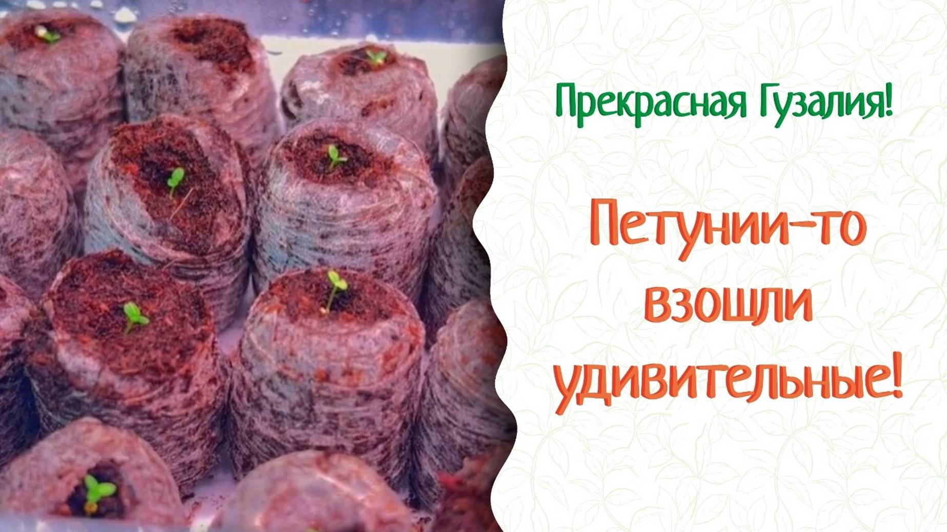 У кого не всходят петунии? У меня 100%! Раскрываю секреты… Прекрасная Гузалия