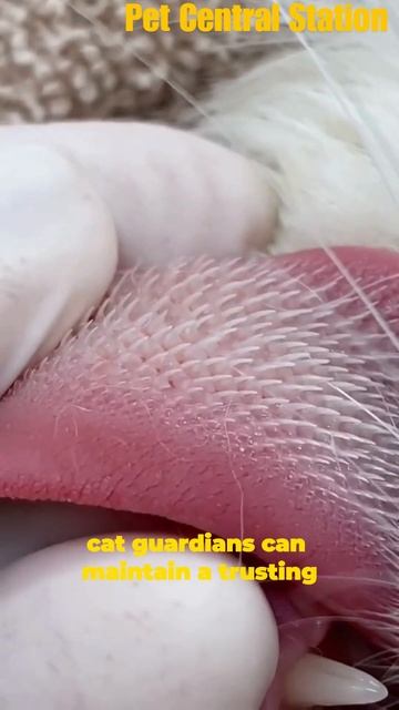 A CAT'S SPIKED TONGUE... #cat #pets #animals #catlover #tongue #cattongue #crazycat #cutecat #cute