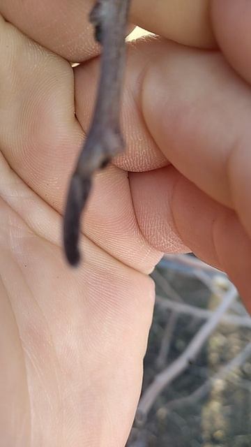 Азимина вылезли бутоны, 25 января. 25г