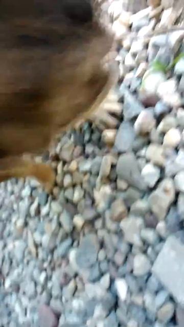 Шок. Собака съела заживо мышь.