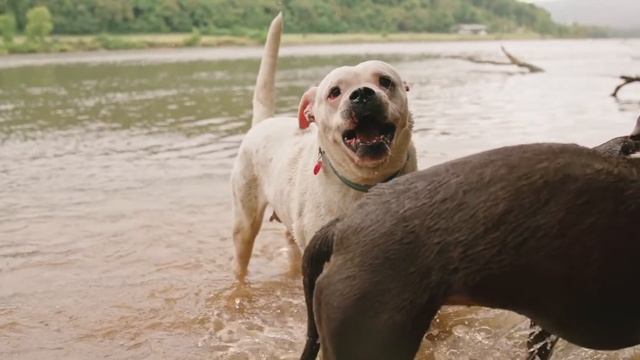 dog games