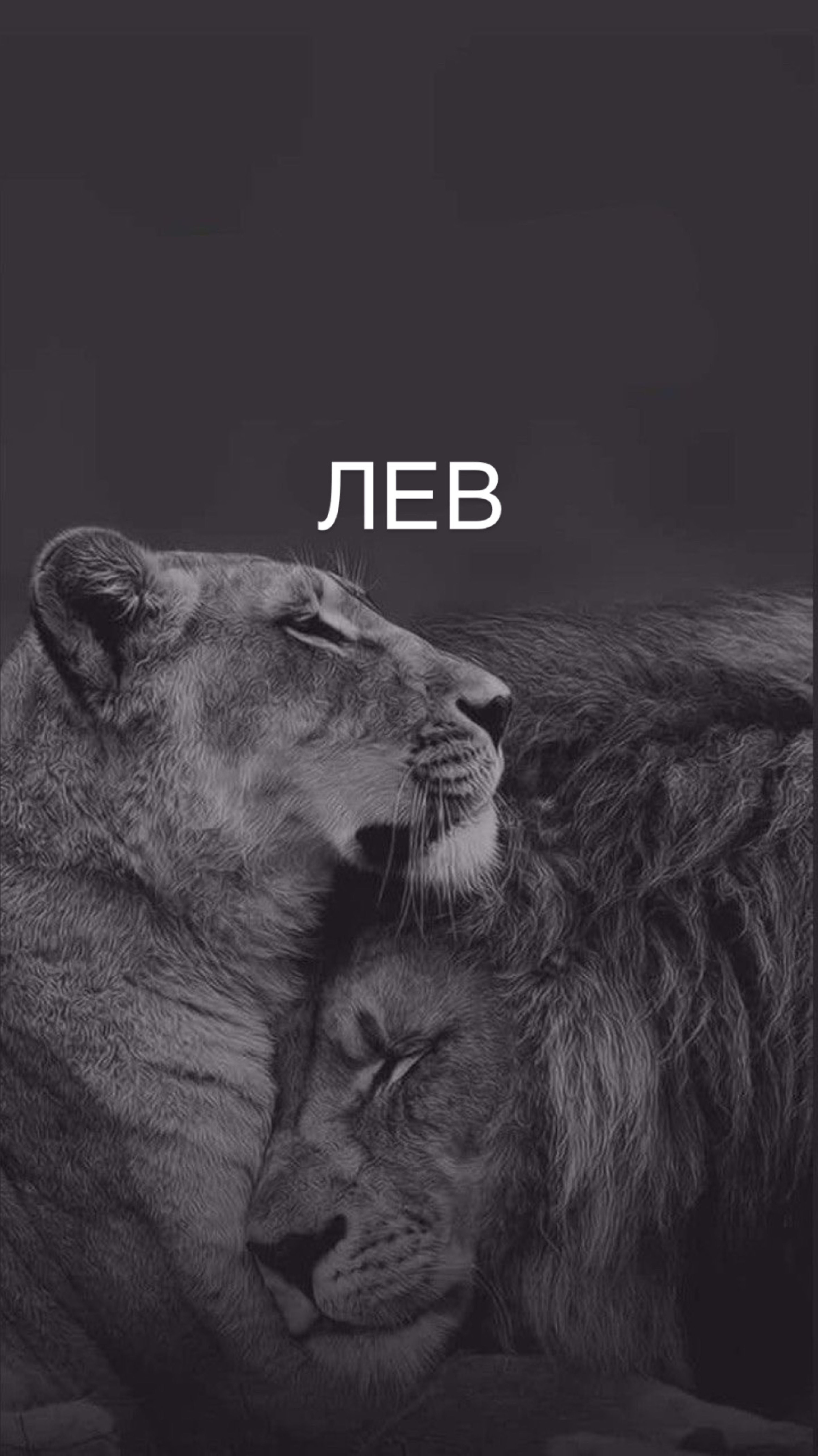 Знак зодиака Лев♌️