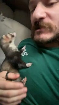 Rainy outside, coffee made, ferrets sliding around, and gypsy rolled over. Yeah it’s a good morning
