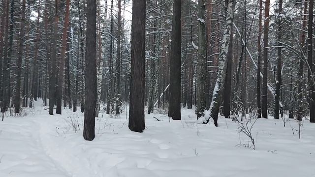 В лесу: продолжаем тему менингита. Механизм образования простуды, каков механизм у менингита?