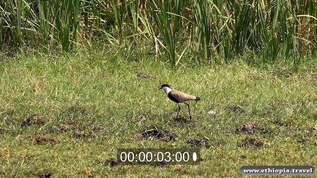 Ethiopia - Plover
