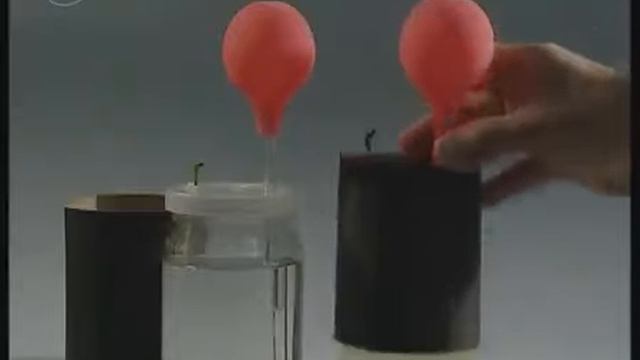 Корень.  Значение минеральных солей