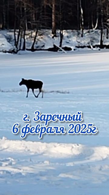 Вот так встреча! Лоси в Заречном
