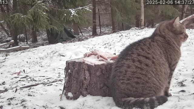 Кот охраняет  сало