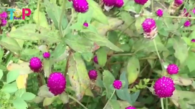 🔴 Manfaat Bunga Kenop & Daun Kenop untuk kesehatan