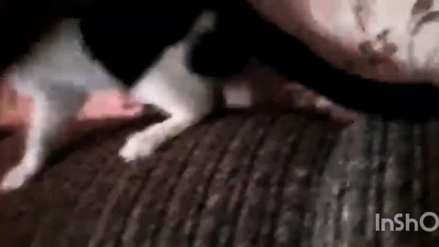 ЧЕЛЯБИНСК ТАКСИСТ И КОШКА