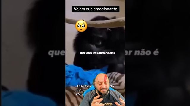 Chimpanzé acha seu bebê