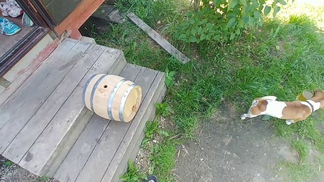 Дубовая бочка. Подготовка и заливка домашнего виски.