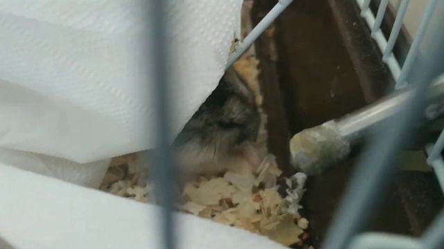 Хомячок воскрес!