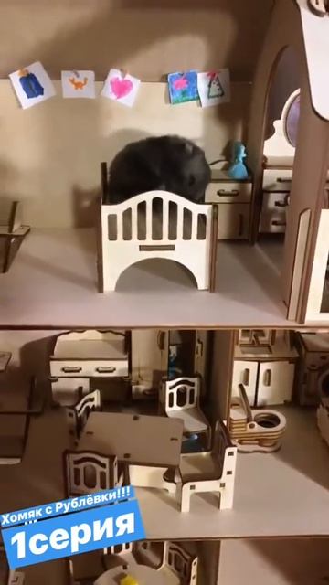 Приключения хомяка!!! На Рублевке! 1 серия