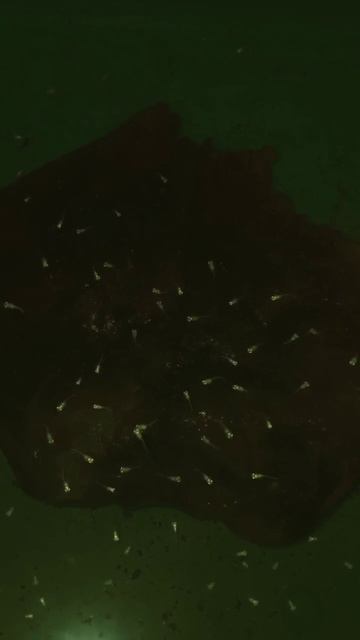 Tiny Betta's