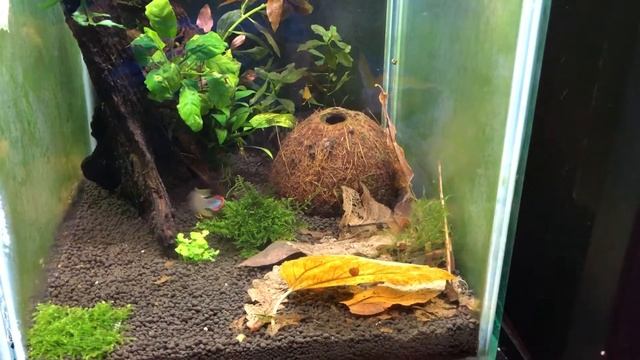 Apistogramma panduro with fry