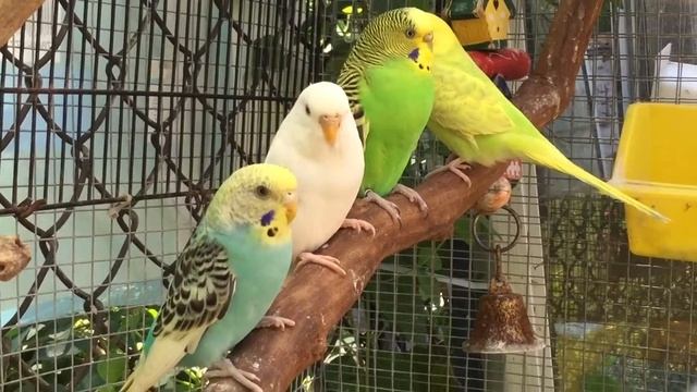 Female Budgies/Parakeets(Волнистых попугаев)