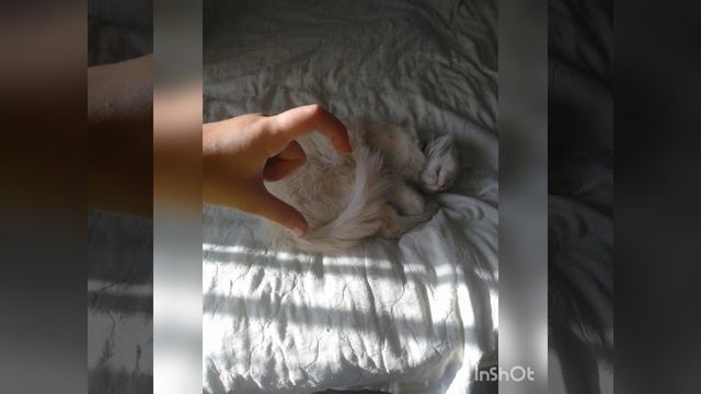 время котов 😺