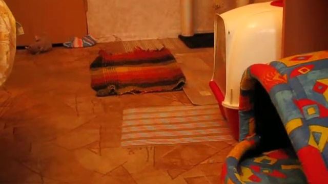 Грета и туалет