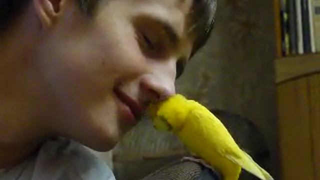 Ласковый попугай