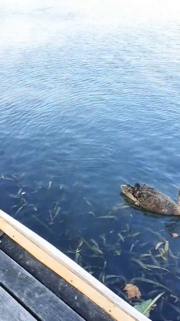 🤩Black swan family duck bird video in Australia 😆 Nice to meet you #shorts #pet #animal